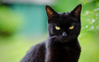 Gatto nero: carattere, storia e razze gatto nero4 400x250 1 - Gatto nero: carattere, storia e razze
