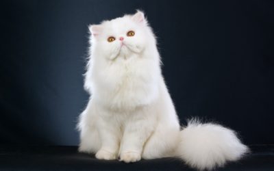 Gatto persiano: carattere, educazione e aspetto gatto persiano19 400x250 1 - Gatto persiano: carattere, educazione e aspetto