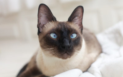 Gatto siamese: carattere, educazione e aspetto - ricette-vegane-dal-web - gatto siamese 400x250 1 - gatto siamese 400x250 1 - Gatto siamese: carattere, educazione e aspetto - ricette-vegane-dal-web-