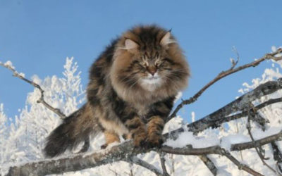 Gatto siberiano: carattere, educazione e aspetto - ricette-vegane-dal-web - gatto siberiano3 400x250 1 - gatto siberiano3 400x250 1 - Gatto siberiano: carattere, educazione e aspetto - ricette-vegane-dal-web-