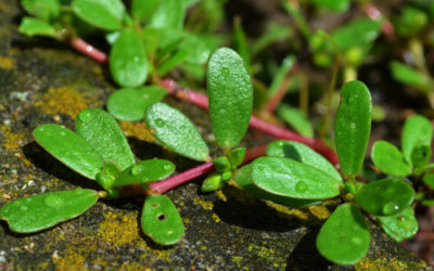 Portulaca: proprietà, benefici e ricette - ricette-vegane-dal-web - portulaca2 1 e1470590309370 400x250 1 - portulaca2 1 e1470590309370 400x250 1 - Portulaca: proprietà, benefici e ricette - ricette-vegane-dal-web-