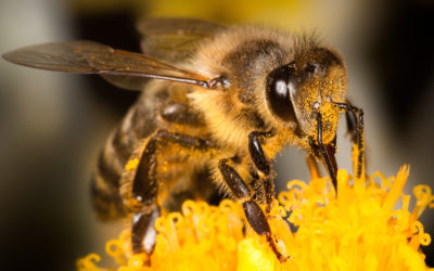 Puntura di vespa: rimedi e cure naturali - ricette-vegane-dal-web - puntura di vespa1 400x250 1 - puntura di vespa1 400x250 1 - Puntura di vespa: rimedi e cure naturali - ricette-vegane-dal-web-
