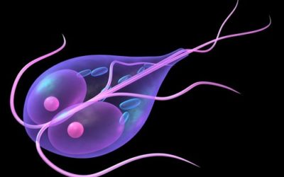Giardia nell’uomo: sintomi e diagnosi della giardiosi - ricette-vegane-dal-web - shutterstock 14214421 400x250 1 - shutterstock 14214421 400x250 1 - Giardia nell’uomo: sintomi e diagnosi della giardiosi - ricette-vegane-dal-web-