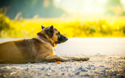 Non solo cani e gatti ma anche criceti e tartarughe abbandonati in estate shutterstock 394876498 e1468344561953 400x250 1 - Non solo cani e gatti ma anche criceti e tartarughe abbandonati in estate
