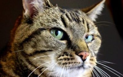 Gatto soriano: carattere, educazione e aspetto - ricette-vegane-dal-web - tabby 216143 640 e1470649890389 400x250 1 - tabby 216143 640 e1470649890389 400x250 1 - Gatto soriano: carattere, educazione e aspetto - ricette-vegane-dal-web-