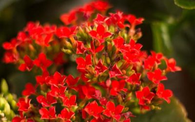 Kalanchoe: cura e coltivazione di questa pianta Kalanchoe 400x250 1 - Kalanchoe: cura e coltivazione di questa pianta