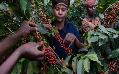 Coi cambiamenti climatici rischiamo di perdere metà delle piantagioni di caffè - ricette-vegane-dal-web - caffè 400x250 1 - caffè 400x250 1 - Coi cambiamenti climatici rischiamo di perdere metà delle piantagioni di caffè - ricette-vegane-dal-web-