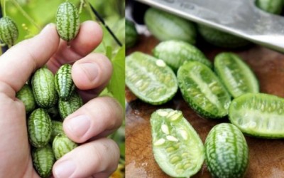 Cucamelon, il melone che sembra un piccolo cetriolo cucamelon e1376543320966 400x250 1 - Cucamelon, il melone che sembra un piccolo cetriolo