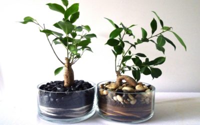 Ficus benjamin e altre varietà: cura di questa pianta tropicale - ricette-vegane-dal-web - ficus1 400x250 1 - ficus1 400x250 1 - Ficus benjamin e altre varietà: cura di questa pianta tropicale - ricette-vegane-dal-web-