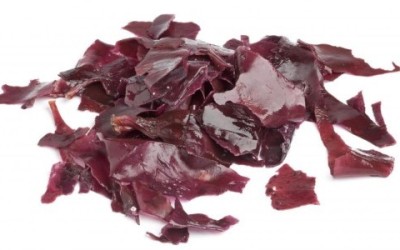 Alga dulse: un’alga al sapore di bacon - ricette-vegane-dal-web - palamaria e1438181697940 400x250 1 - palamaria e1438181697940 400x250 1 - Alga dulse: un’alga al sapore di bacon - ricette-vegane-dal-web-
