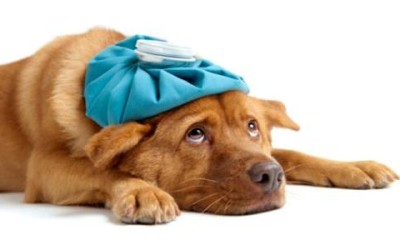 Come curare gli animali domestici in modo naturale - ricette-vegane-dal-web - rimedi naturali animali domestici 400x250 1 - rimedi naturali animali domestici 400x250 1 - Come curare gli animali domestici in modo naturale - ricette-vegane-dal-web-