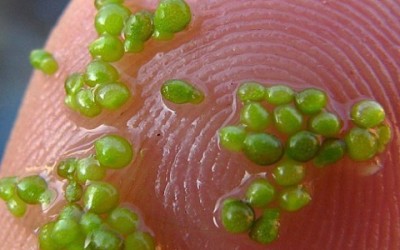 Wolffia: La pianta con il fiore più piccolo del mondo - ricette-vegane-dal-web - wolffia 400x250 1 - wolffia 400x250 1 - Wolffia: La pianta con il fiore più piccolo del mondo - ricette-vegane-dal-web-
